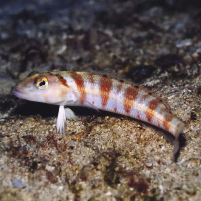 Parapercis basimaculata